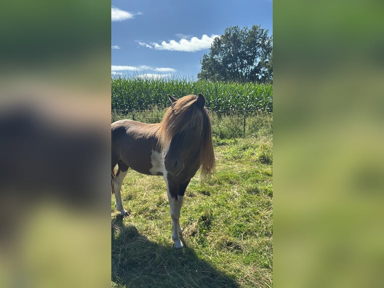 Icelandic Horse Stallion 5 years 13.3 hh Pinto in Blunk