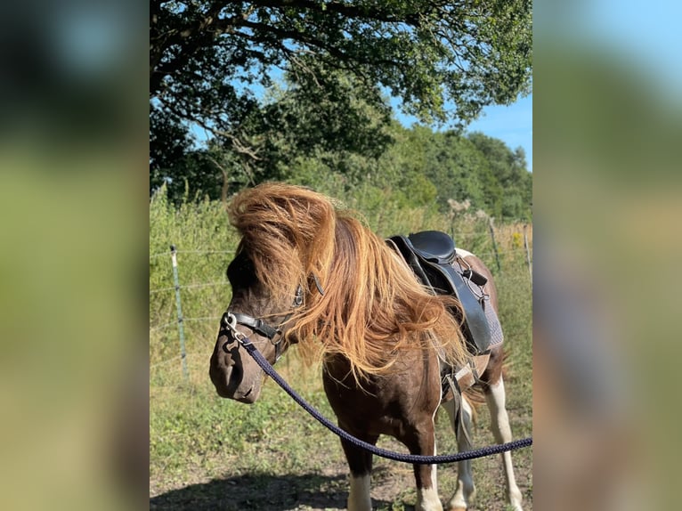 Icelandic Horse Stallion 5 years 13.3 hh Pinto in Blunk