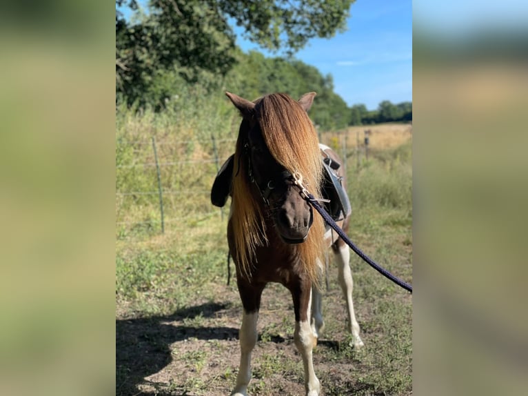 Icelandic Horse Stallion 5 years 13.3 hh Pinto in Blunk