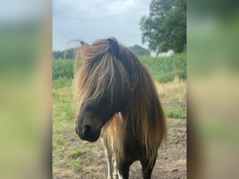 Icelandic Horse Stallion 5 years 13.3 hh Pinto in Blunk