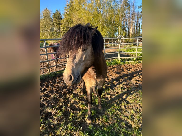 Icelandic Horse Stallion 5 years 13,3 hh  in NehmsBlunk