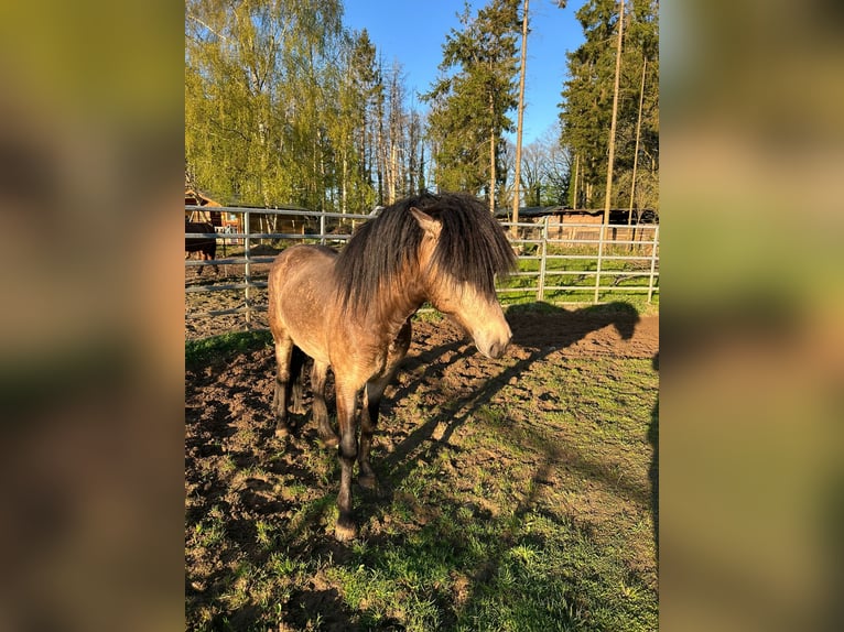 Icelandic Horse Stallion 5 years 13,3 hh  in NehmsBlunk