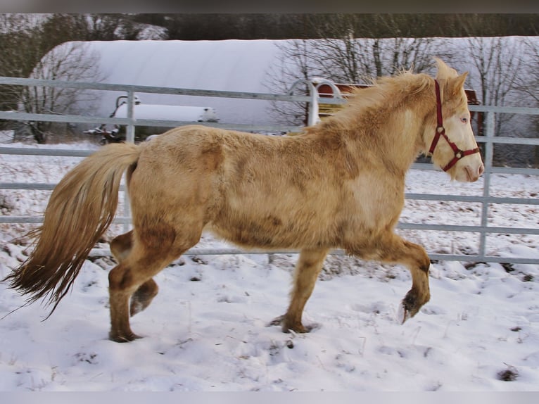 Icelandic Horse Stallion 5 years 13,3 hh Palomino in Saarland