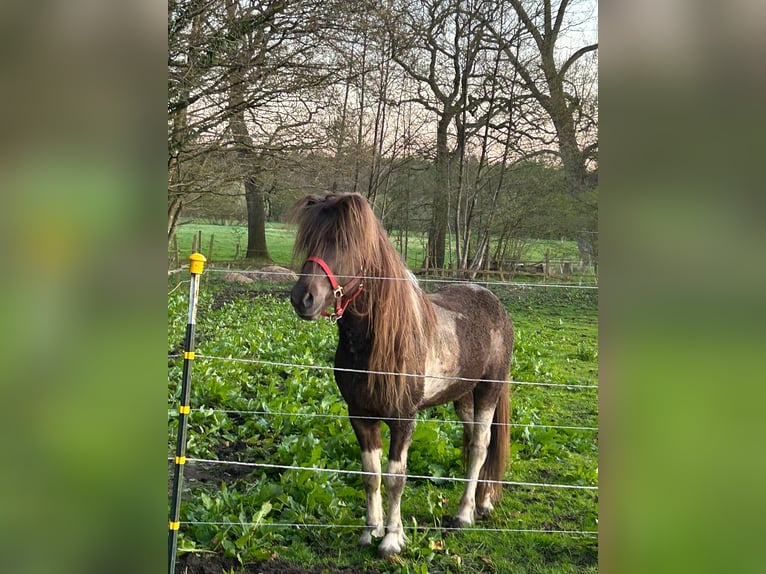 Icelandic Horse Stallion 5 years 13,3 hh Pinto in Blunk