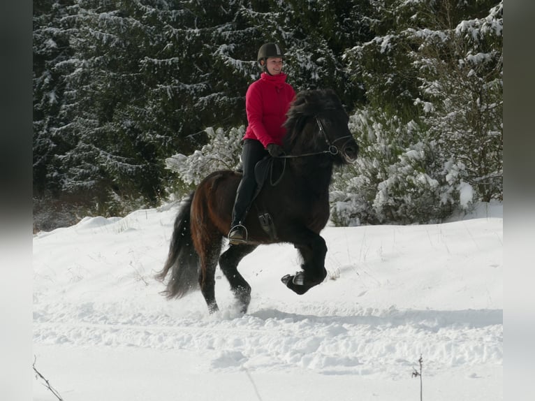 Icelandic Horse Stallion 5 years 14,2 hh Black in Euskirchen