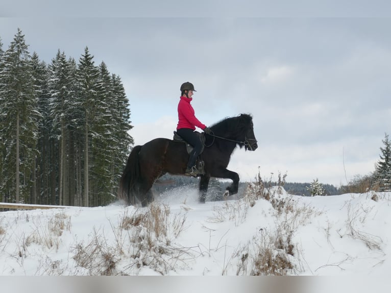 Icelandic Horse Stallion 5 years 14,2 hh Black in Euskirchen