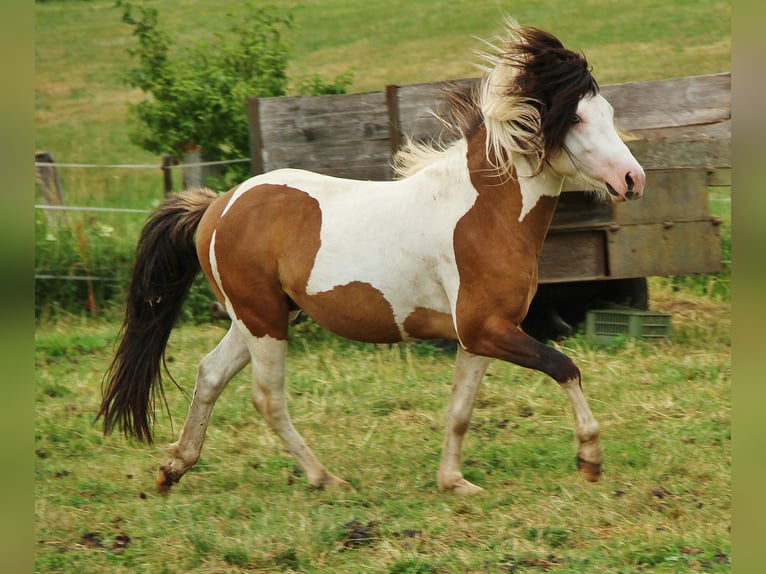 Icelandic Horse Stallion 6 years 13,1 hh Pinto in Saarland