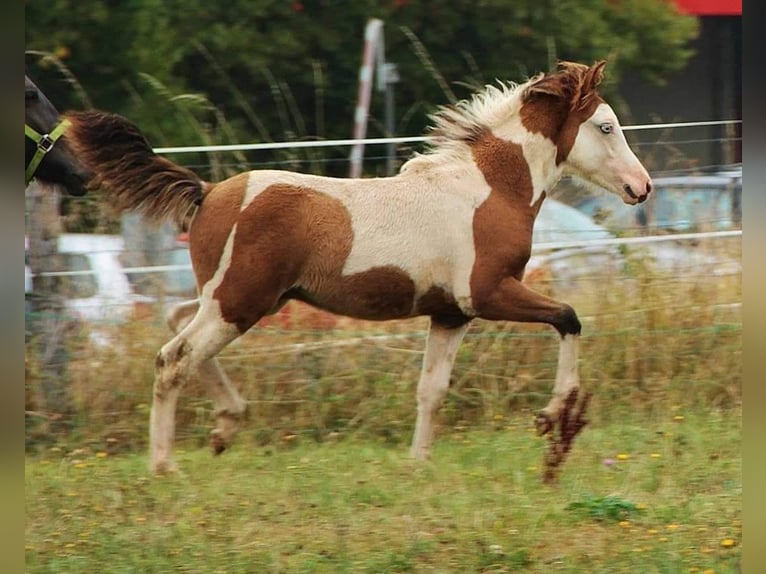 Icelandic Horse Stallion 6 years 13,1 hh Pinto in Saarland