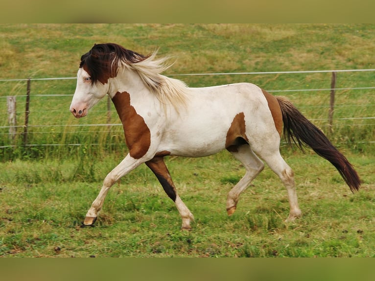 Icelandic Horse Stallion 6 years 13,1 hh Pinto in Saarland