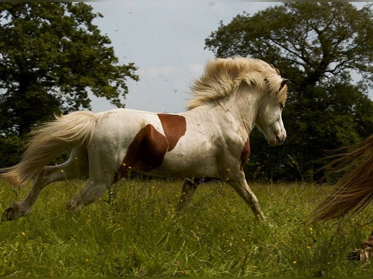 Icelandic Horse Stallion 6 years 13,2 hh Tovero-all-colors in GOVEN