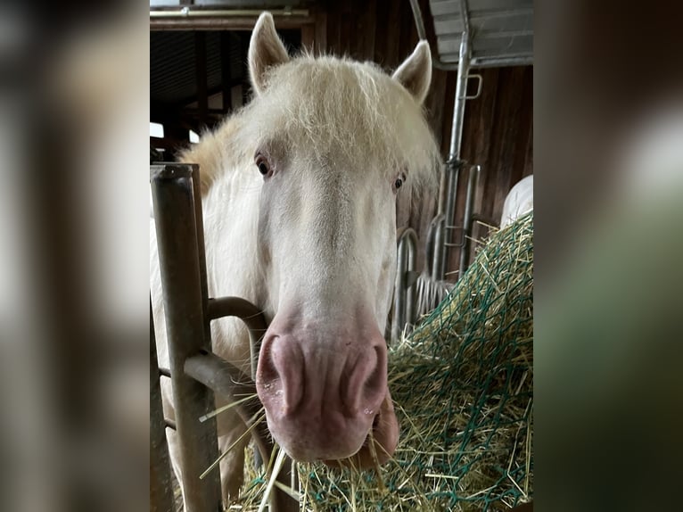 Icelandic Horse Stallion 6 years 14,1 hh Cremello in Hardheim