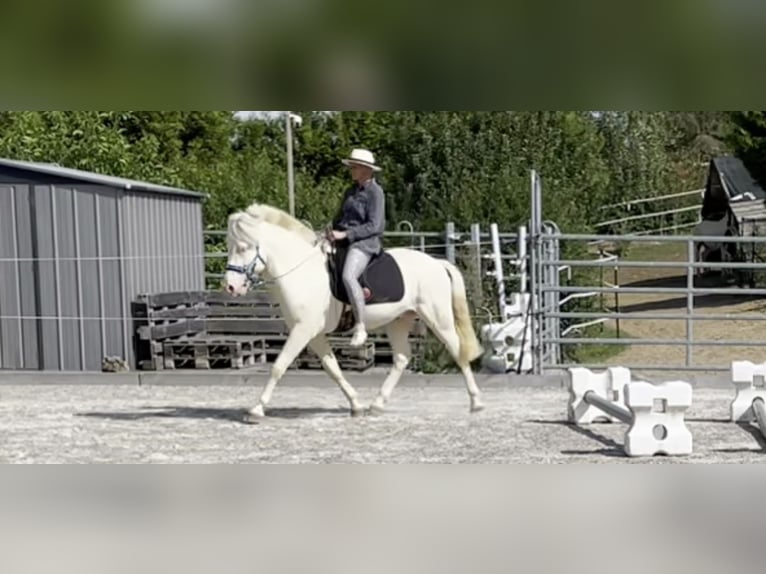 Icelandic Horse Stallion 6 years 14,1 hh Cremello in Hardheim