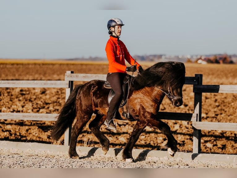 Icelandic Horse Stallion 6 years 14,1 hh Black in Taufkirchen an der Trattnach