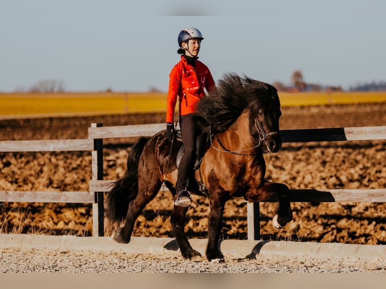 Icelandic Horse Stallion 6 years 14,1 hh Black in Taufkirchen an der Trattnach