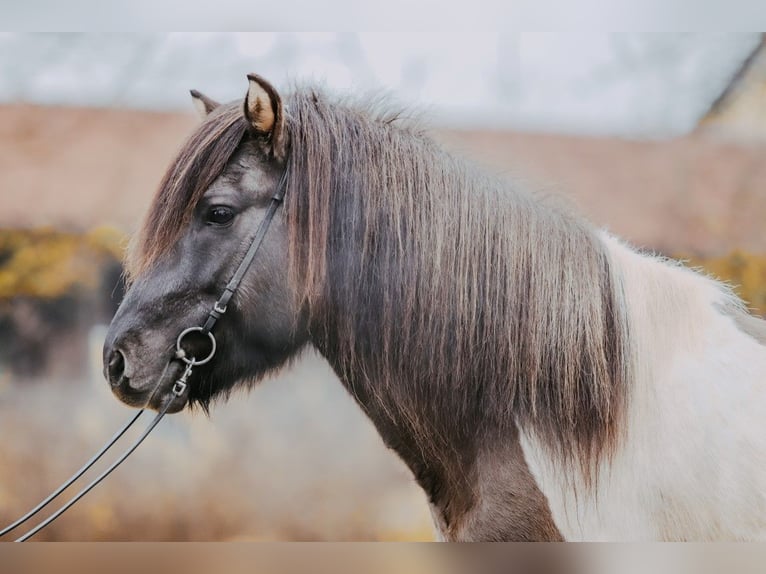 Icelandic Horse Stallion 6 years 14,2 hh Pinto in Taufkirchen an der Trattnach