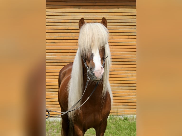 Icelandic Horse Stallion 7 years 13,2 hh Chestnut-Red in Soltau