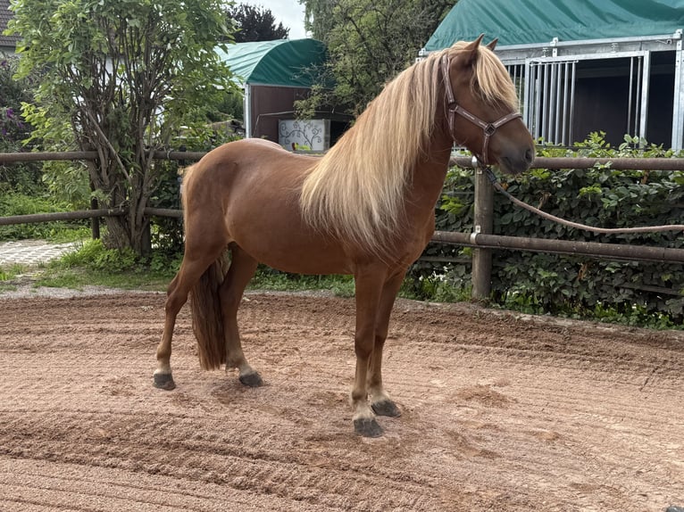 Icelandic Horse Stallion 7 years 13.3 hh Chestnut-Red in Fronreute