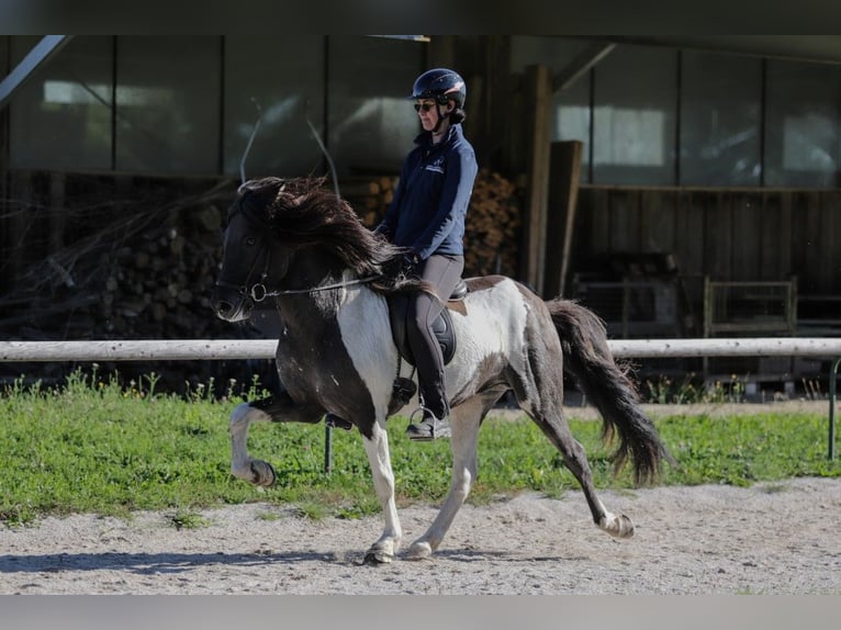 Icelandic Horse Stallion 7 years 14.2 hh Pinto in Taufkirchen an der Trattnach