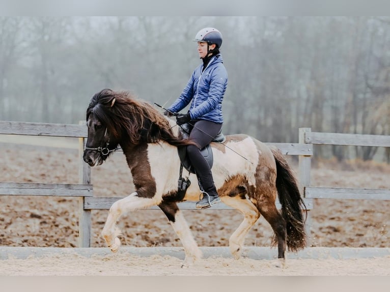 Icelandic Horse Stallion 7 years 14.2 hh Pinto in Taufkirchen an der Trattnach
