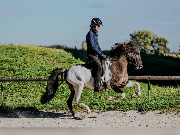 Icelandic Horse Stallion 7 years 14.2 hh Pinto in Taufkirchen an der Trattnach