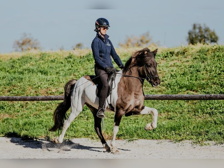 Icelandic Horse Stallion 7 years 14.2 hh Pinto in Taufkirchen an der Trattnach