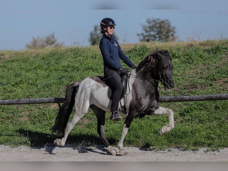 Icelandic Horse Stallion 7 years 14.2 hh Pinto in Taufkirchen an der Trattnach
