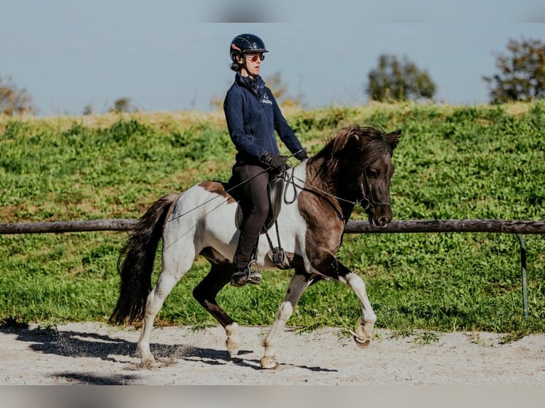 Icelandic Horse Stallion 7 years 14.2 hh Pinto in Taufkirchen an der Trattnach