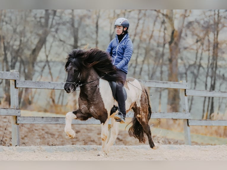 Icelandic Horse Stallion 7 years 14,2 hh Pinto in Taufkirchen an der Trattnach