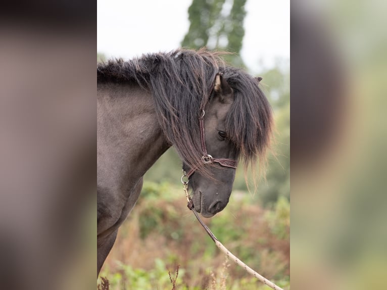Icelandic Horse Stallion 7 years Grullo in Geraardsbergen