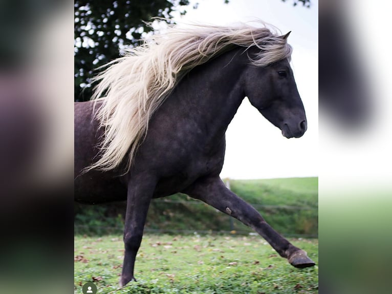 Icelandic Horse Stallion 7 years Grullo in Neureichenau