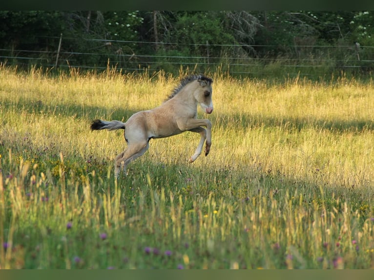 Icelandic Horse Stallion 8 years 13.1 hh Dun in Saarland