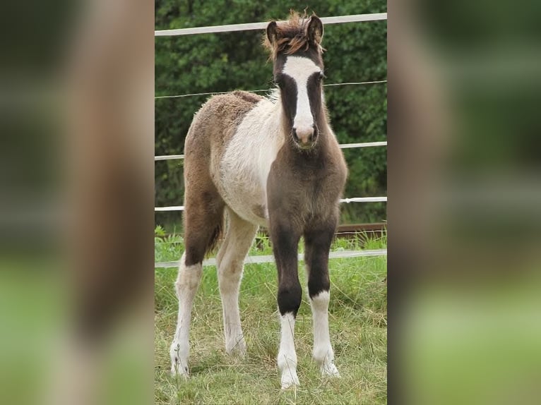 Icelandic Horse Stallion 8 years 13.1 hh Dun in Saarland