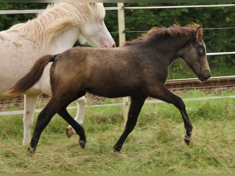 Icelandic Horse Stallion 8 years 13,1 hh Dun in Saarland