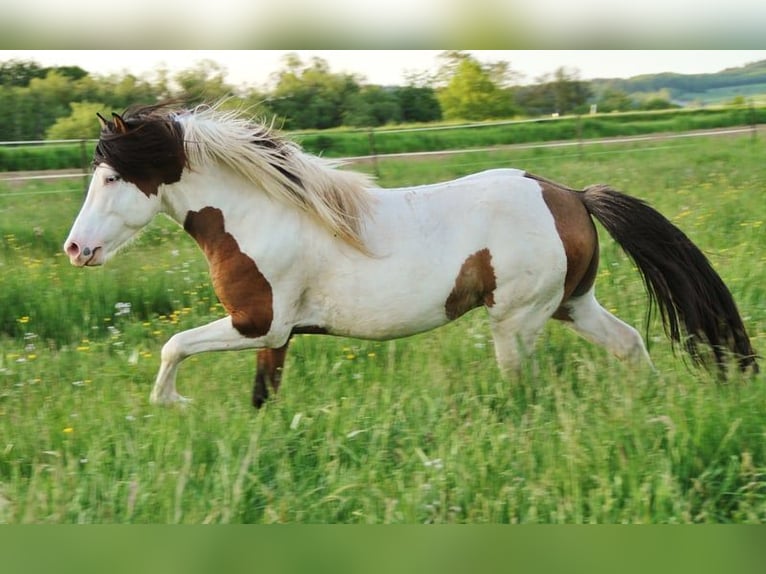 Icelandic Horse Stallion 8 years 13,1 hh Dun in Saarland