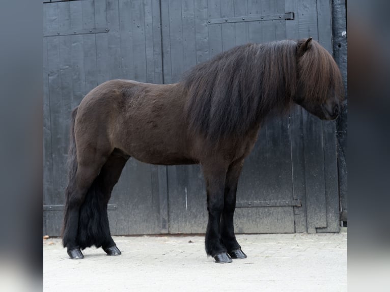Icelandic Horse Stallion 8 years 14,1 hh Black in Ganderkesee