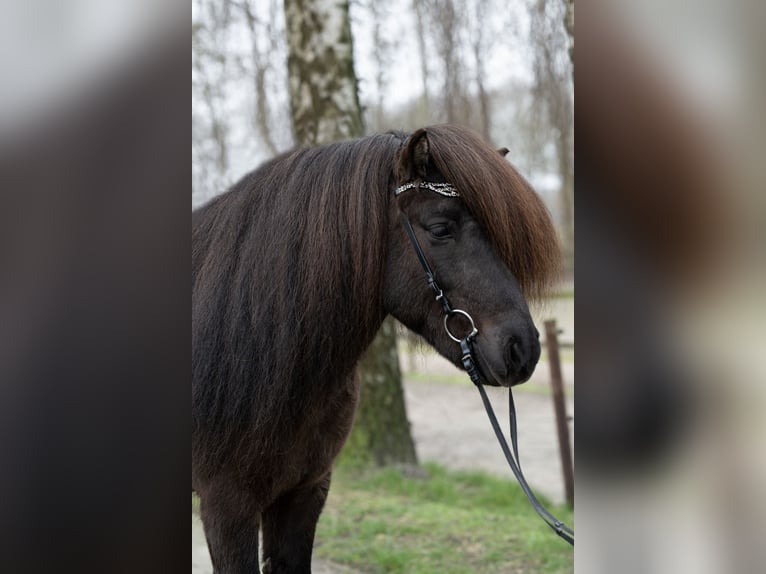 Icelandic Horse Stallion 8 years 14,1 hh Black in Ganderkesee