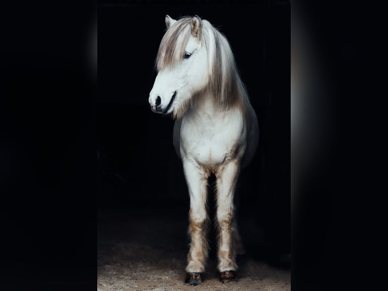 Icelandic Horse Stallion 9 years 14,1 hh Gray in Taufkirchen an der Trattnach