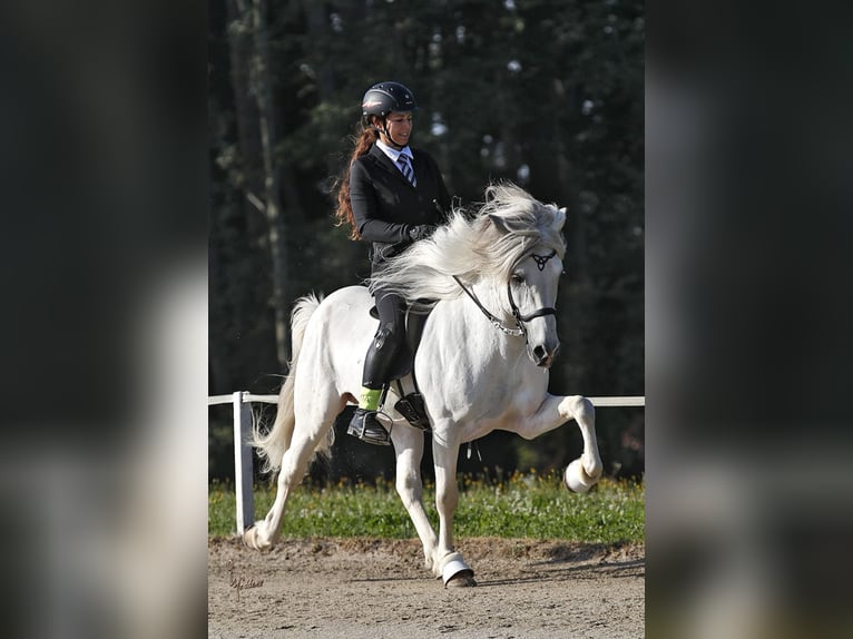 Icelandic Horse Stallion 9 years 14,1 hh Gray in Taufkirchen an der Trattnach