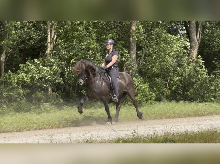 Icelandic Horse Stallion 9 years 14,2 hh Black in Schneverdingen