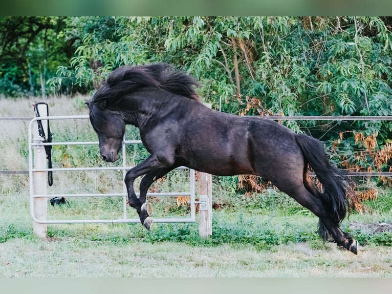Icelandic Horse Stallion 9 years 14,1 hh Black in Kaufungen