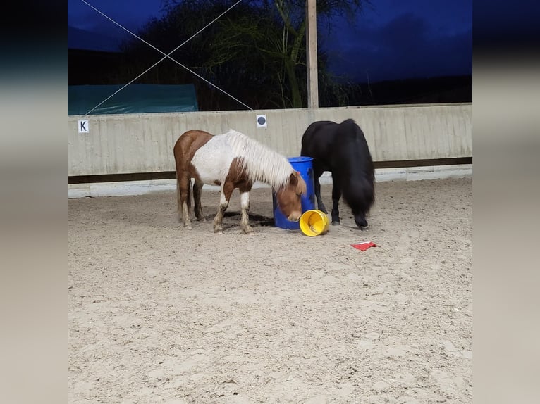 Icelandic Horse Stallion 9 years 14,1 hh Black in Kaufungen