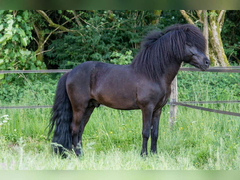 Icelandic Horse Stallion 9 years 14,1 hh Black in Kaufungen