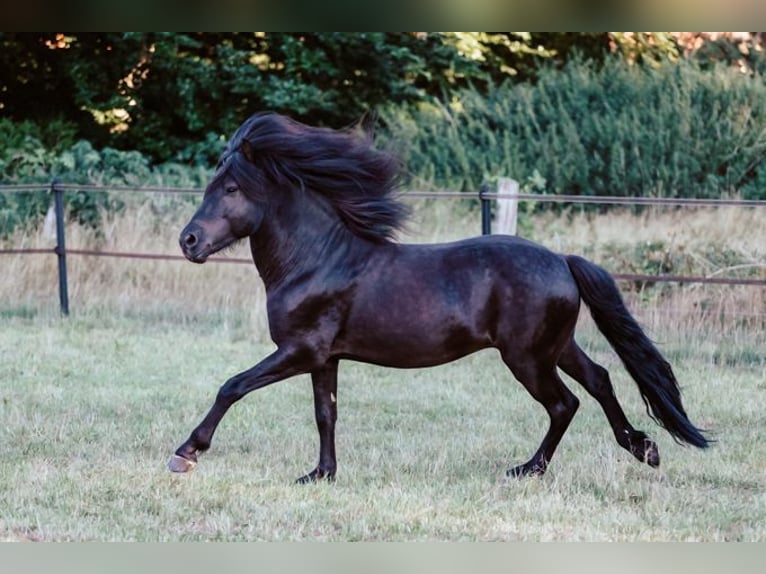 Icelandic Horse Stallion 9 years 14,1 hh Black in Kaufungen