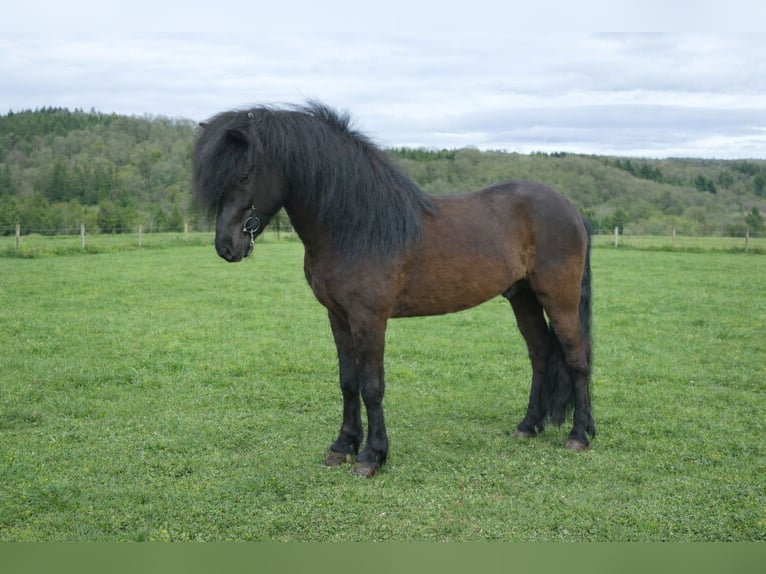 Icelandic Horse Stallion Black in Euskirchen