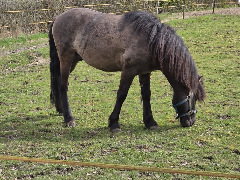 Icelandic Horse Stallion Black in Bielefeld