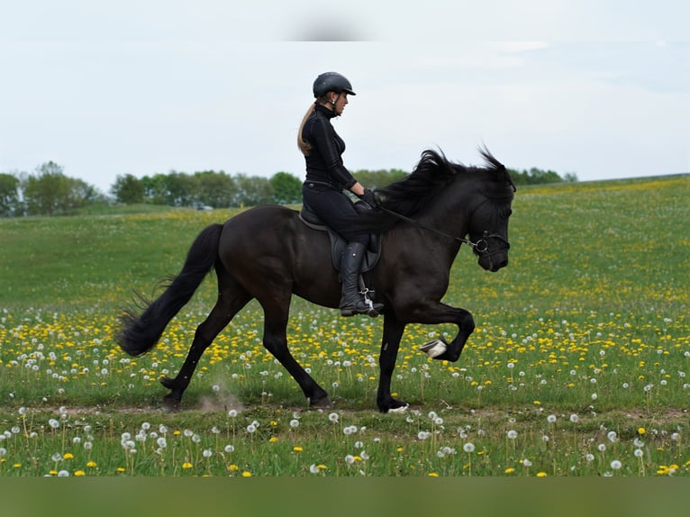 Icelandic Horse Stallion Black in Blankenheim