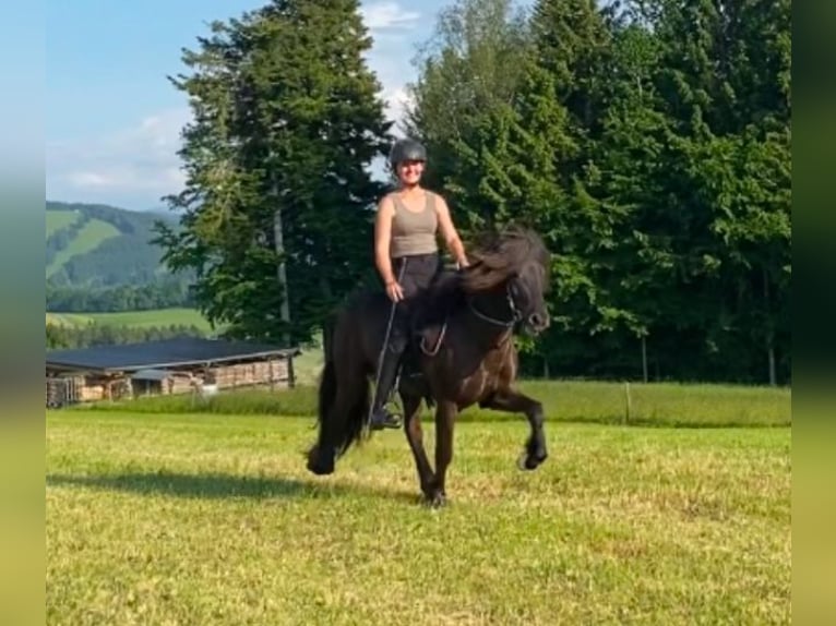 Icelandic Horse Stallion Black in Gestratz