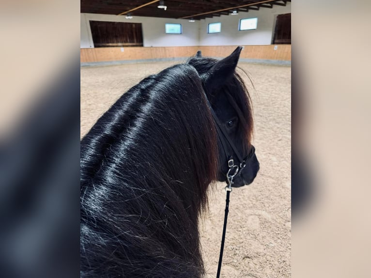 Icelandic Horse Stallion Black in Gestratz