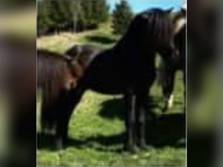 Icelandic Horse Stallion Black in Gestratz