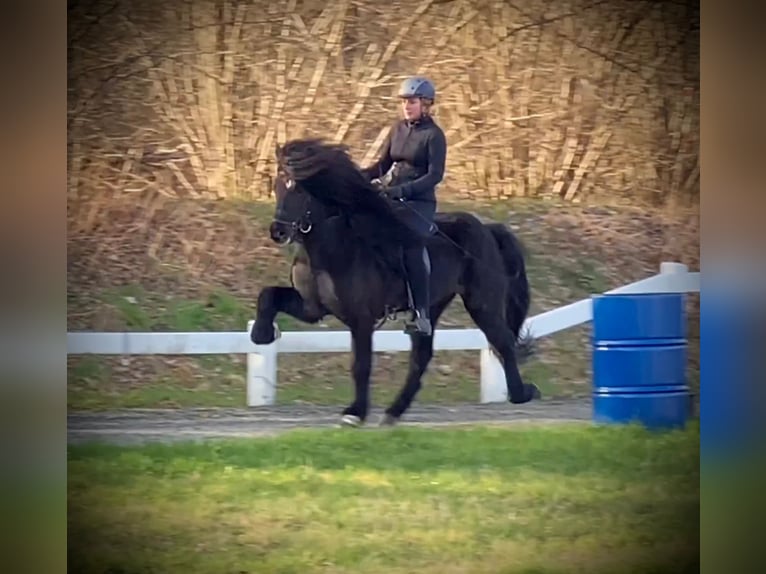 Icelandic Horse Stallion Black in Lochen am See